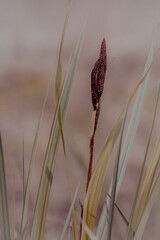 A closeup shot of a reed plant with a blurred background