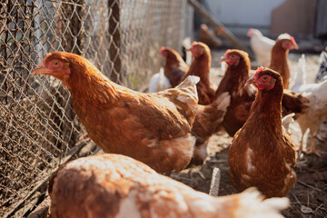Chickens Standing in a Barn. A group of chickens are gathered together, standing around in a barn.