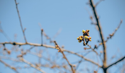 Tree Branch With Small Buds Against a Blue Sky