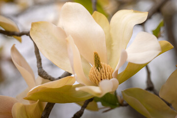 Magnolia flower blossom in spring time. Magnolia tree blossom