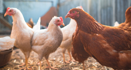 Chickens Standing in a Barn. A group of chickens are gathered together, standing around in a barn.