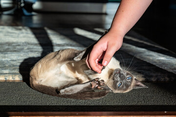 blue point Siamese cat playing biting hand, family domestic pet, purebred pedigree