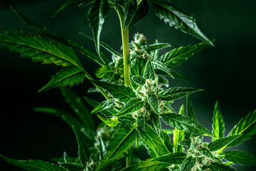 Cannabis plant with green leaves and white flowers, with trichomes and yellow stigmas, almost ready for harvest, a close-up