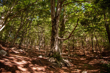 Dajti Mountain National Park, central Albania