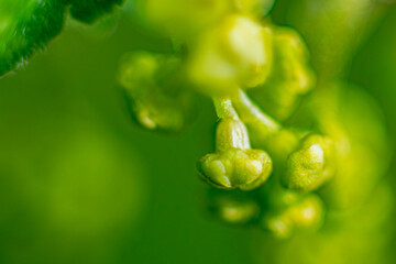In the spring, a new flower of the currant bush. Macro, close-up, young, many, flowers. Soft...
