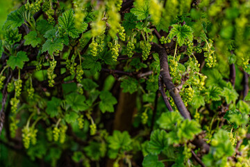 In the spring, a new flower of the currant bush. Macro, close-up, young, many, flowers. Soft selective focus. Artificially created grain for the picture