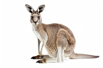 Kangaroo photo on white isolated background