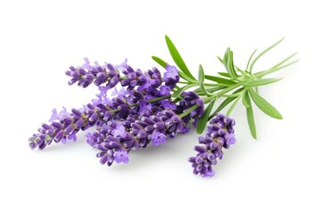 Lavender photo on white isolated background