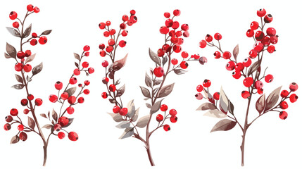Winter Red Winterberry Plant hand drawn element illustration