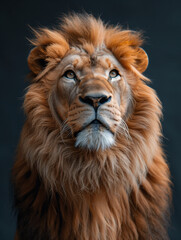Obraz premium portrait of a lion on black background