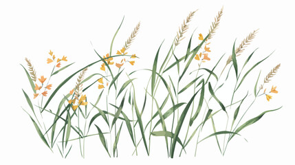 Cow wheat flowers isolated on white background.