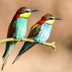 European Bee Eaters on a perch