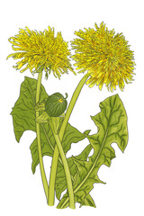 illustration of yellow dandelion flowers and green leaves on a white background