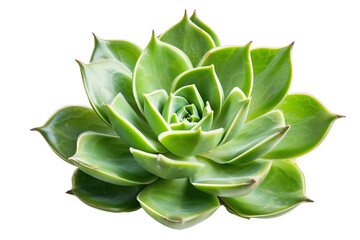 Succulent Plant Display on Transparent Background