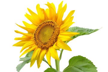 Sunflower in Blossom on Transparent Background