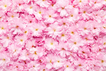 A top view of a dense cluster of pink cherry blossoms, creating a vibrant and textured natural...