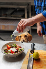 A man prepares a salad with strawberries, greens, and goat cheese, drizzling it with topping, while his loyal ginger dog observes the process, creating a heartwarming kitchen scene