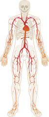 사람 인체 혈액 뼈 해부학 해부도
Human Human Body Blood Bone Anatomy Anatomy