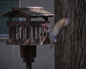 餌箱に止まる鳩 / Pigeon perching on feed box