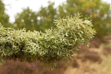 Detail of lichens on the branch of an tree oak 
