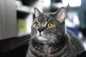 an adult domestic cat of the Scottish breed. a purebred animal