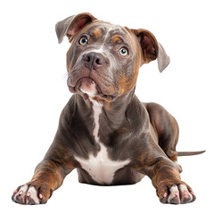 Obraz premium American Bully puppy isolated on transparent background 