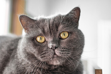 A British domestic cat rests in a cot after eating. pet care