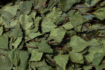 birch leaves on branches in close-up. green natural background