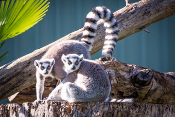 ring tailed lemurs, Lemur catta, bright sunlight, zoo