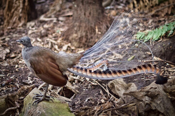 superb lyrebird bird, Menura novaehollandiae, native Australian songbird, shady rainforest floor