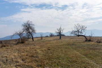 Trees without leaves in a clearing against a blue sky and clouds. Green and yellow grass.