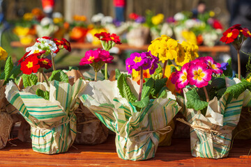 Bunt  Blühende Primeln in Blumentöpfen in Papier eingepackt auf einem Blumenmarkt, Closeup, Deutschland