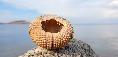 Upside down shell of arbacia lixula or urchin on the background of the sea. Panorama.