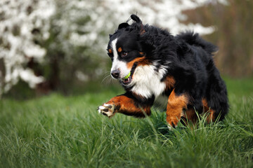 happy bernese mountain dog jumping on grass with a tennis ball in mouth