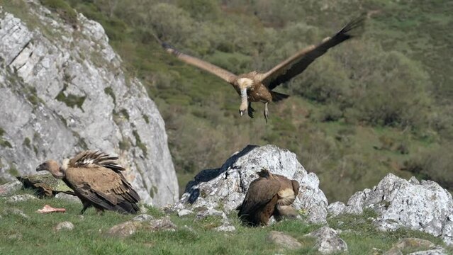 Griffon vulture landing in slow motion. Spain.
