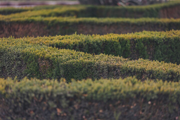 English garden. Green hedge in rows edgewise from above, concept maze geometric nature public park,...