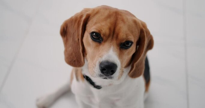 Portrait of a Beagle dog sitting on a white floor and looking up at the camera and then turning away. Funny face of a dog begging for treats. Dog walking service.