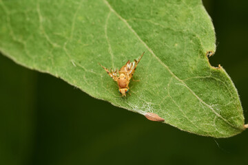 Small yellow fly perched on a green leaf.