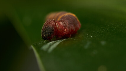 a small red and yellow caterpillar walking on a green leaf