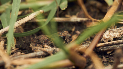 A toad among grasses looking at the camera.