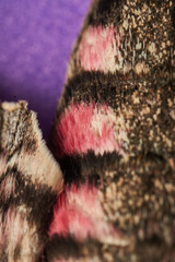 details of a gray moth with dead rose Agrius convolvuli