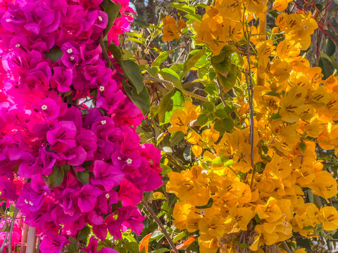 Beautiful bougainvillea in fuchsia pink and yellow flower colours with large copy space. Summer holiday concept, close-up.