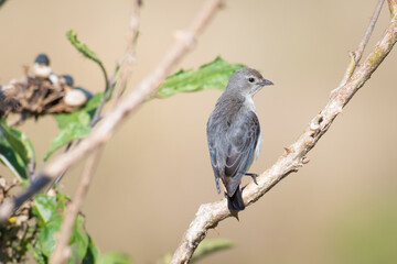 mistletoebird bird, Dicaeum hirundinaceum, female, Australian native flowerpecker, single isolated, branch natural nature environment