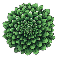 Green dahlia flowers isolated on white background. Vector illustration.