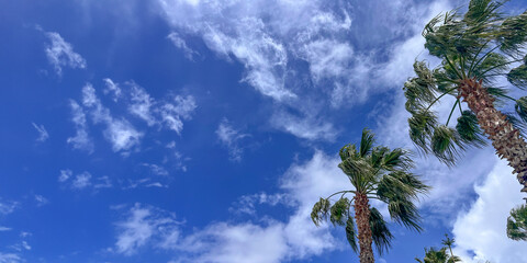 Looking up at lots of beautiful palm trees against a blue sky with fluffy white clouds. Weather concept. Tropical summer holiday background with copy space. Panoramic composition. Low angle view. - Powered by Adobe
