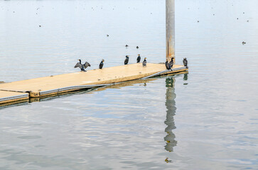 琵琶湖の船着き場と水鳥