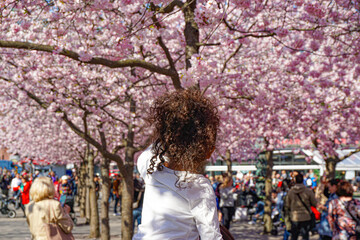 Rear view of a girl standing in park with cherry trees during spring - obrazy, fototapety, plakaty