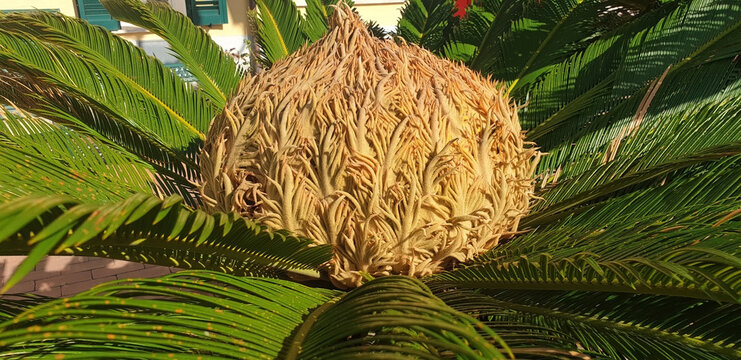 Cycas palm with female seeds. Panorama.