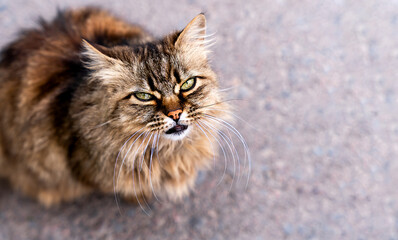 Portrait of a street cat looking into the lens. Close-up. Selective focus.