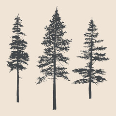 Pine Tree Silhouettes: Hand-Drawn Vector Illustrations with Intricate Detail.